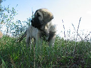 10 tygodni